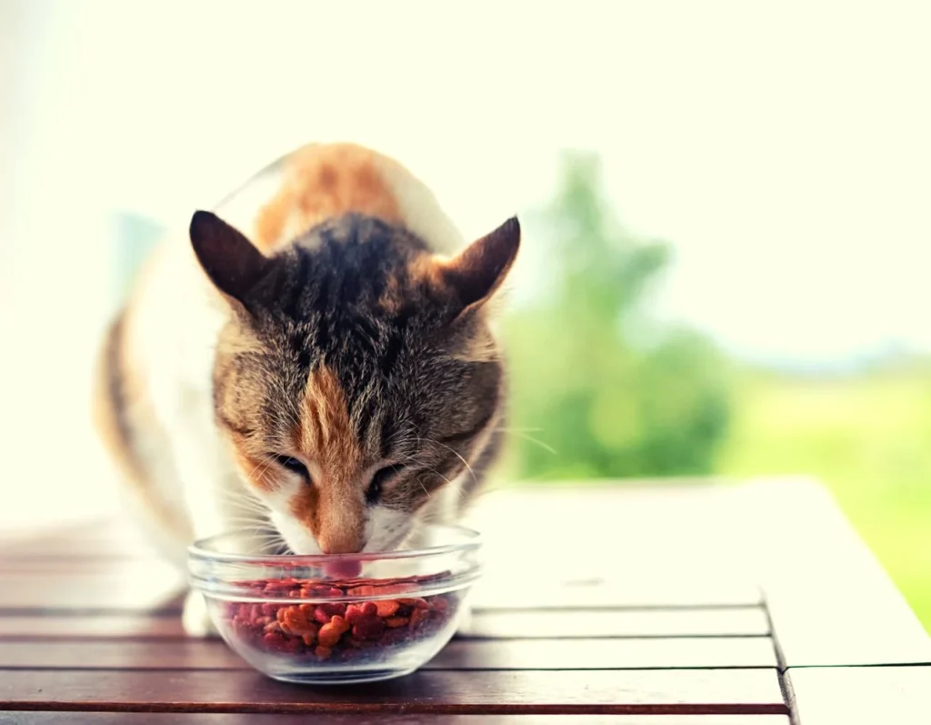 cat-health