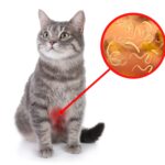 cat-worms-scaled