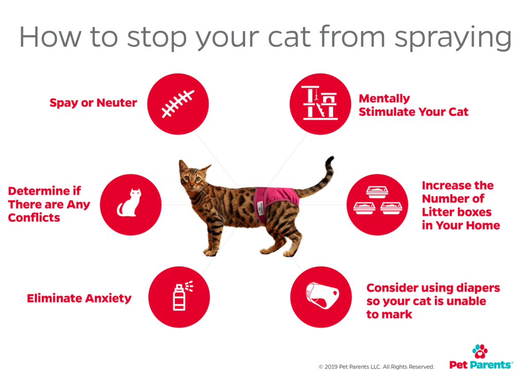 cat_spraying_new