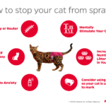 cat_spraying_new