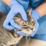 dermatitis-on-cats-face