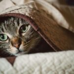 extreme-fear-anxiety