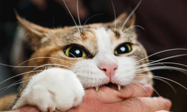 ferocious-red-cat-bites-its-owner-in-the-arm-with-all-its-power-picture-id1200175491