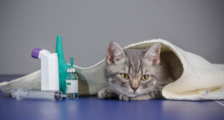 first-aid-cat