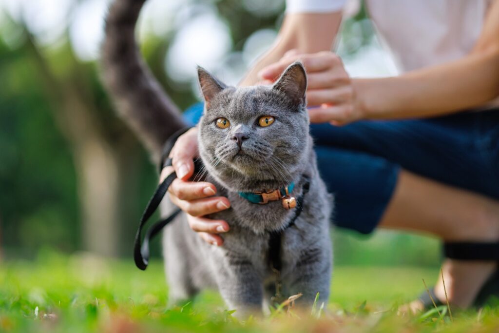 grey-cat-on-a-leash-outside