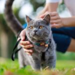 grey-cat-on-a-leash-outside