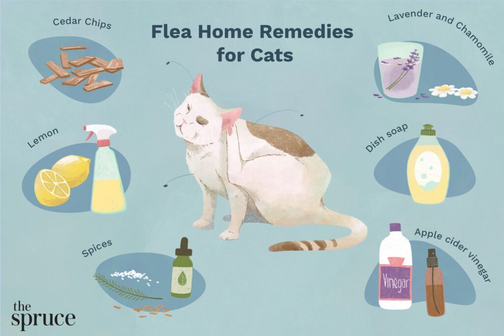 home-remedies-for-fleas-on-cats-4580388_source_file-31aafc6d7e544c60ba1b9d34119c1e7a