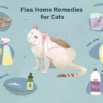home-remedies-for-fleas-on-cats-4580388_source_file-31aafc6d7e544c60ba1b9d34119c1e7a
