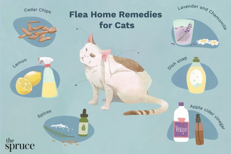 home-remedies-for-fleas-on-cats-4580388_source_file-31aafc6d7e544c60ba1b9d34119c1e7a