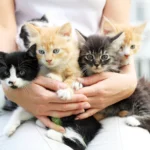 iStock-183384678_1_woman_holding_kittens_group