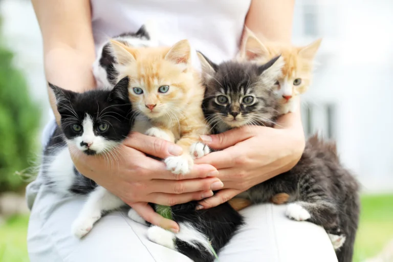 iStock-183384678_1_woman_holding_kittens_group