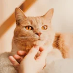 owner-affectionately-stroking-cute-ginger-600nw-2335000483