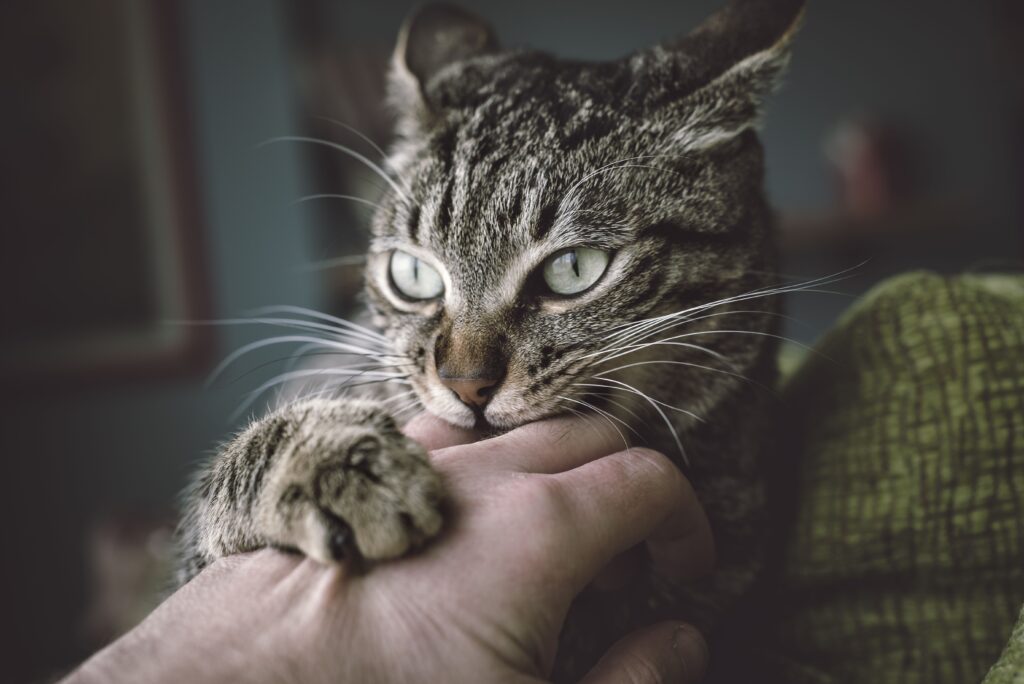 portrait-of-tabby-cat-biting-and-scratching-owners-hand-556454041-57c48eb35f9b5855e5d9d6f0