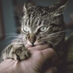 portrait-of-tabby-cat-biting-and-scratching-owners-hand-556454041-57c48eb35f9b5855e5d9d6f0