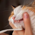 teeth-brushing-cat-with-white-brush-white-red-cat-closeup-1-1024x768