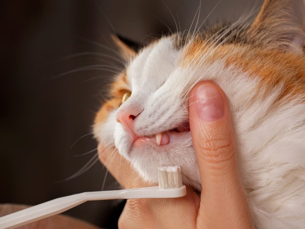 teeth-brushing-cat-with-white-brush-white-red-cat-closeup-1-1024x768