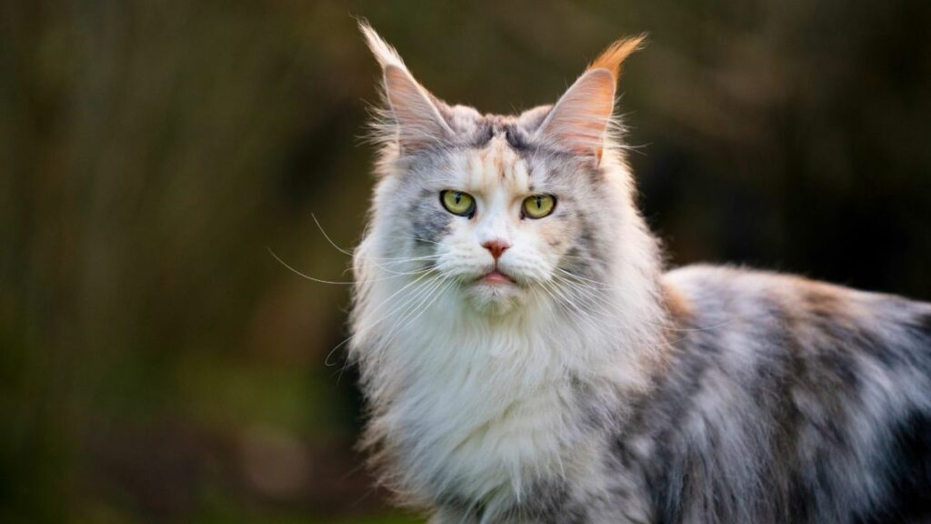 the-11-rarest-cat-in-the-world