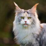 the-11-rarest-cat-in-the-world