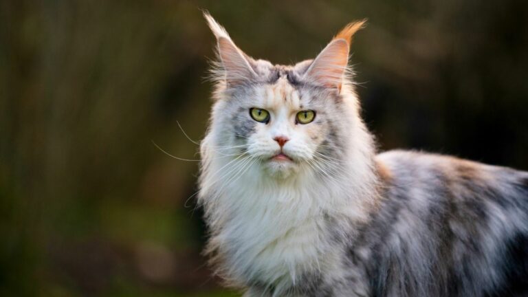 the-11-rarest-cat-in-the-world