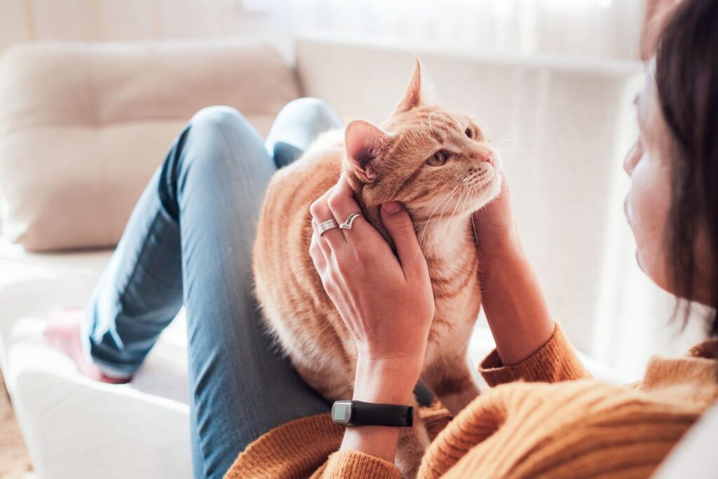 why-you-should-never-grab-cat-by-neck-getty-0623-7de228cf1857421899c021f693da9dfa