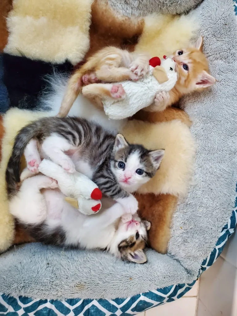 wp-15849869352737113158217524636757-e1585059763829