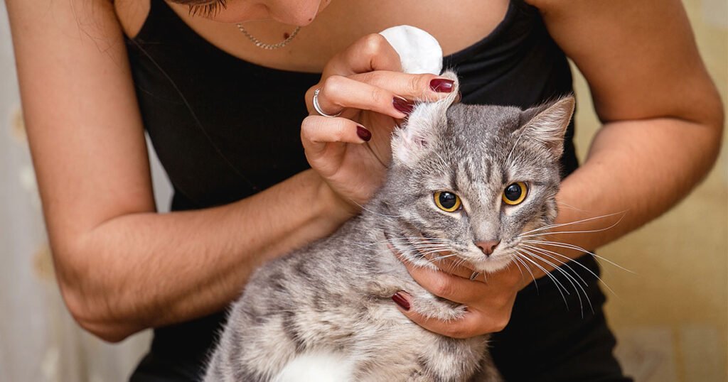 zpc_og_article_clean-cats-ears